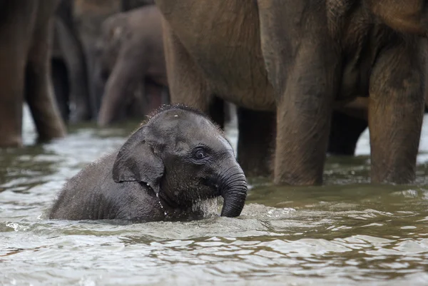 Funny elephant baby in water, Pinnawala, Sri Lanka, Asia — Stock Photo, Image