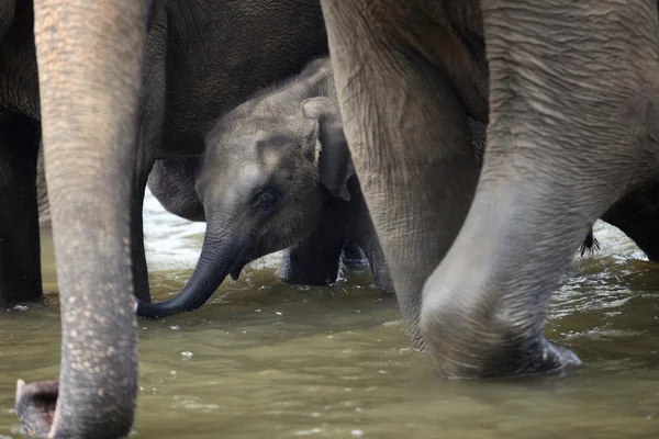 Young indian elephant baby with family in water, Pinnawala — Stock Photo, Image