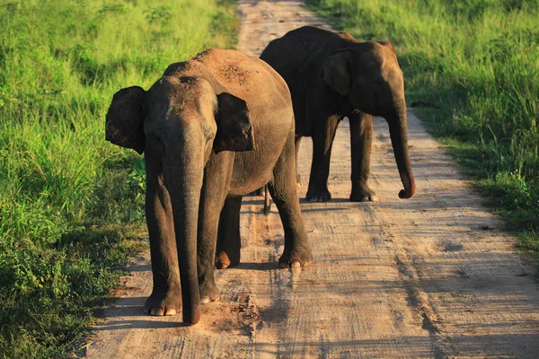 Elefantes indianos na estrada no parque nacional de Udavalave, Sri La — Fotografia de Stock