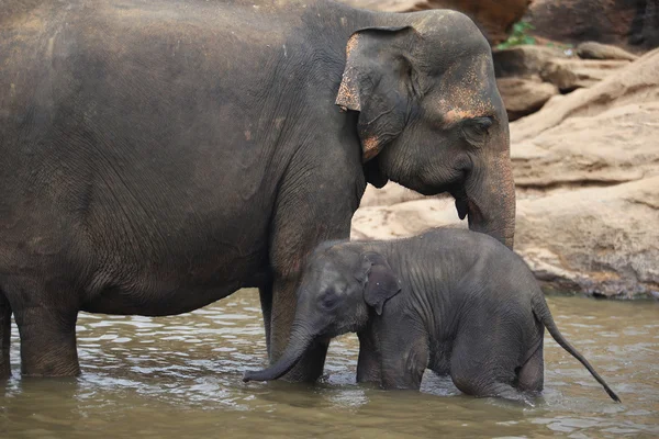 Elephant baby and elephant mother — Stock Photo, Image