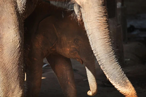 Elefante asiático bebé de pie bajo su madre, Pinnawala — Foto de Stock