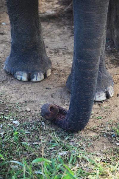 Asiatico elefante tronco dettaglio — Foto Stock