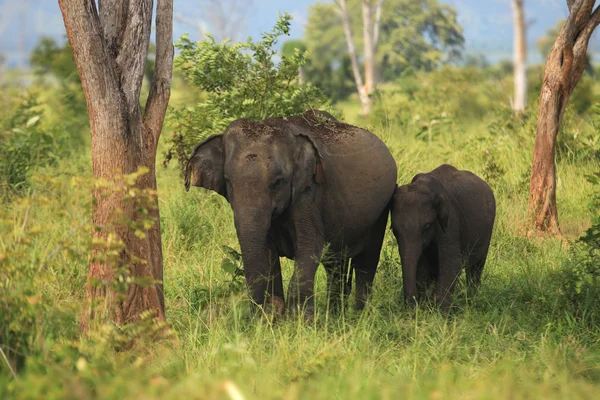 Indian elephants family in Udavalave national park — Stock Photo, Image