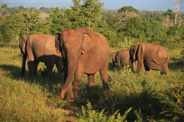 Hintli fil sürüsü udavalave Ulusal Park, sri lanka, — Stok fotoğraf