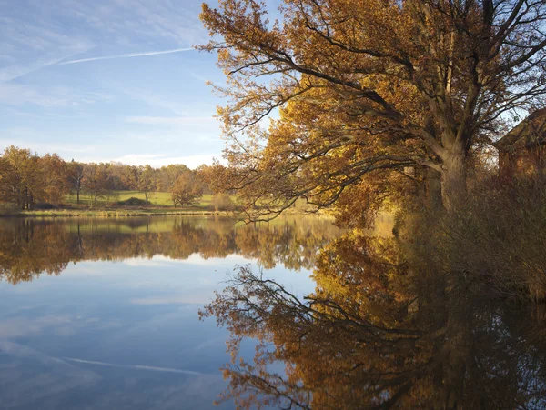 Old oak reflection in water at fall — Stock Photo, Image