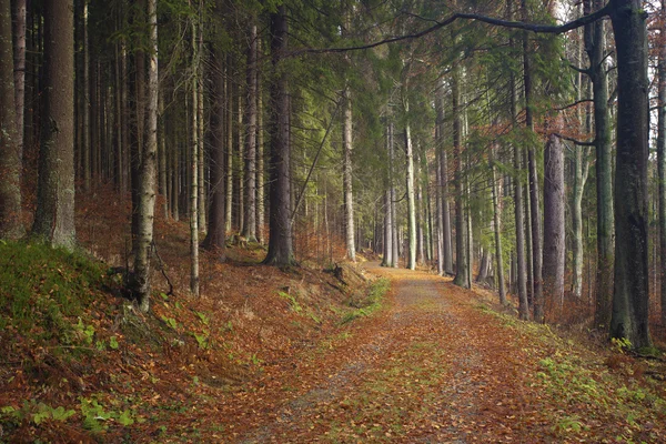 Sonbahar ormanlarında yol — Stok fotoğraf