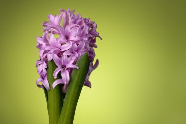 yeşil zemin üzerine pembe sümbül çiçeği