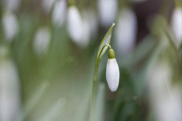 Jarní květina sněženka (Galanthus nivalis) na blured přírodní bac — Stock fotografie