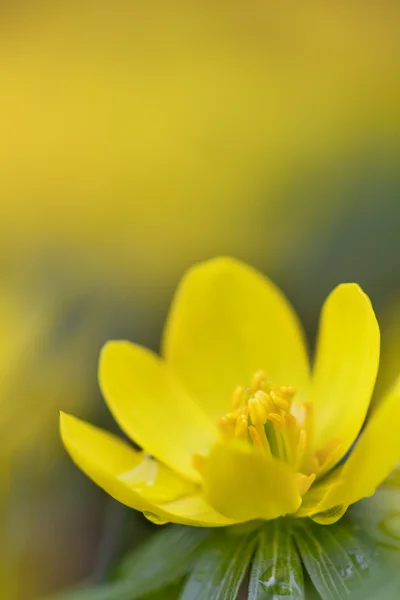 Blühende gelbe Blume Nahaufnahme - Winter Akonit (eranthis hyemal — Stockfoto