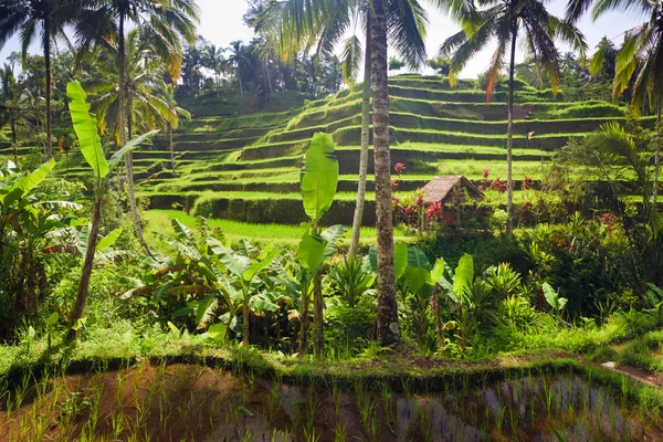 Teras pirinç tarlaları Bali — Stok fotoğraf