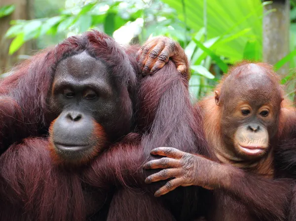 Orang-Utan Mutter und Kind lizenzfreie Stockfotos