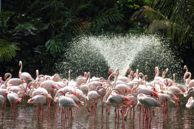 Flamingoes and water fountain clipart