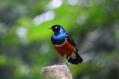 Afrika süper starling yan profili