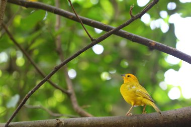 Sarı finch turuncu önlü dal üzerinde tünemiş