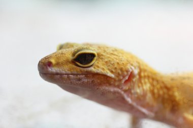 Gecko beyaz kum karşı