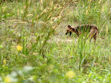esneme köpek içinde otlak