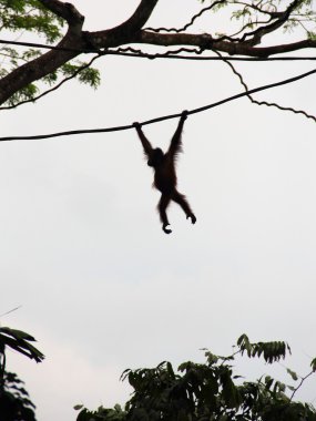 orangutan asma üzerinde silüeti
