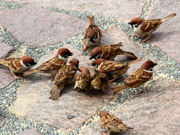 Eurasian Tree Sparrows gathering — Stock Photo, Image