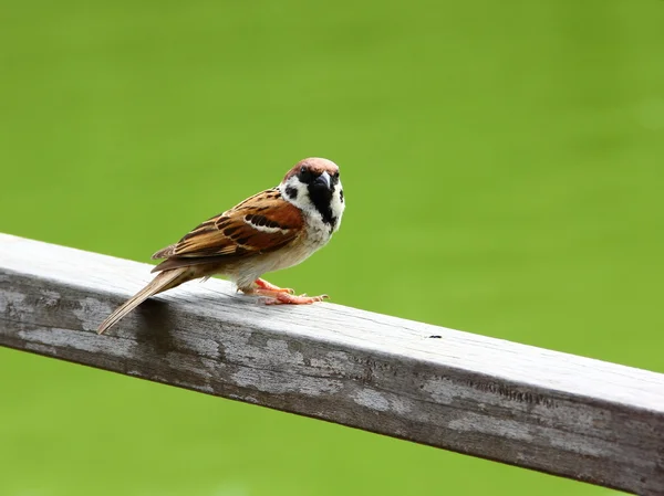 Gorrión solitario de árbol eurasiático (Passer montanus) mirando a la cámara —  Fotos de Stock