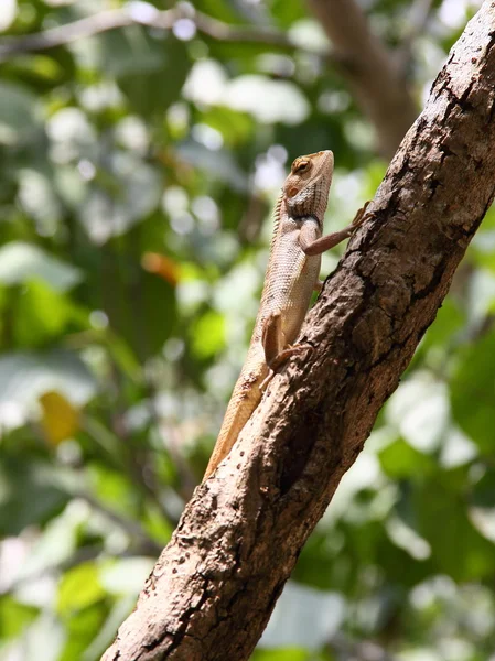 Basking Oriental Jardim Lagarto no ramo — Fotografia de Stock