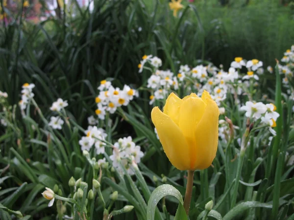 Tulipán en flor —  Fotos de Stock