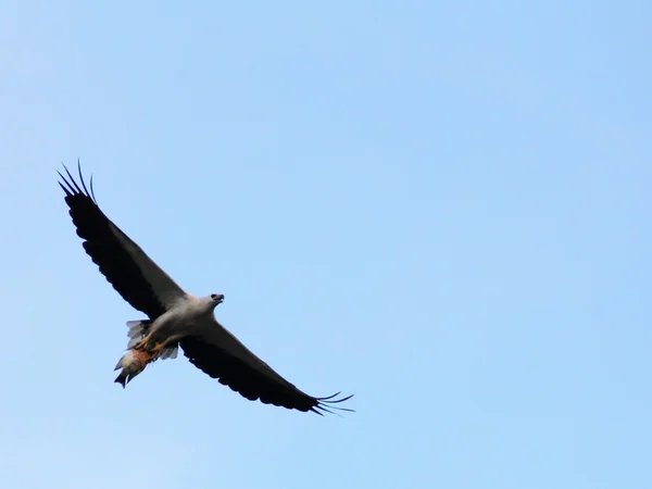 White-bellied zeearend met vis — Stockfoto