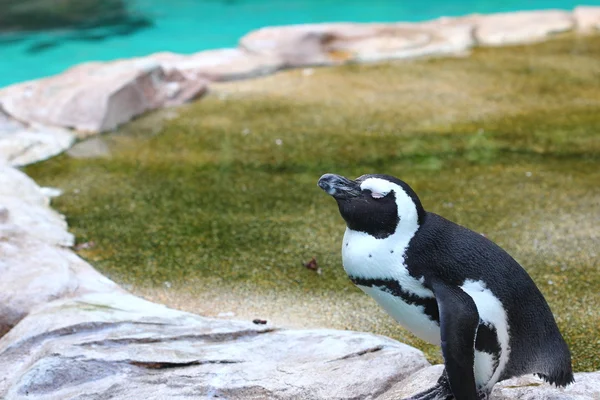 Sovande pingvin — Stockfoto