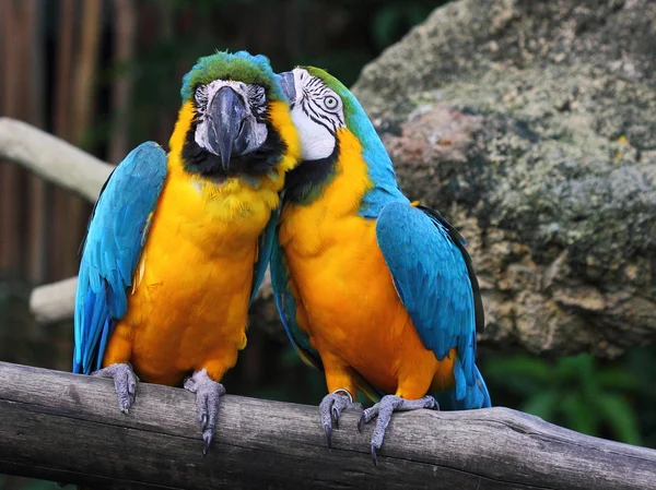 Sussurrando macaw — Foto Stock