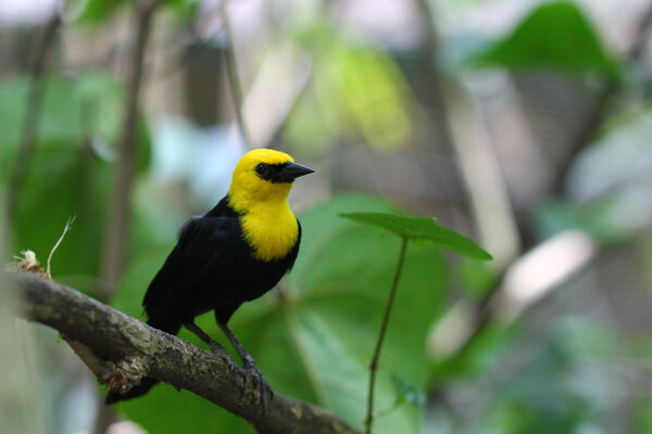 Желтоголовый Чёрный дрозд сидел на ветке
