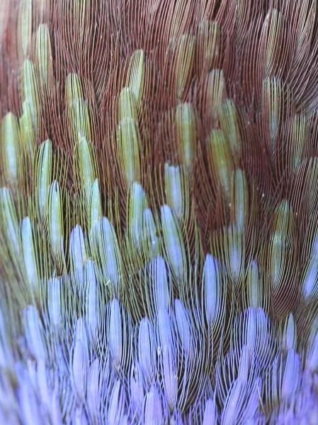 マクロの虹のインコの羽 — ストック写真