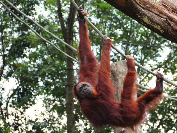 Dışarı asılı orang utan — Stok fotoğraf