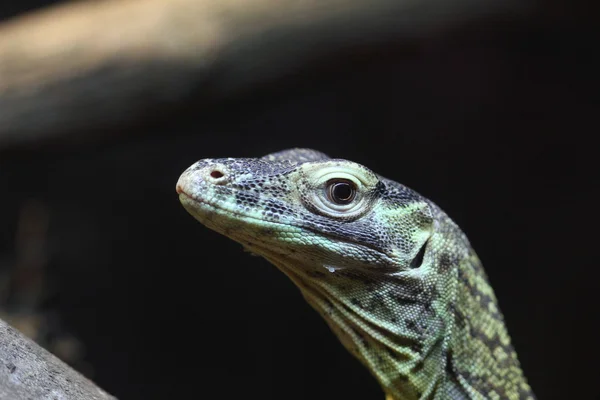 Fechar de um dragão Komodo juvenil — Fotografia de Stock