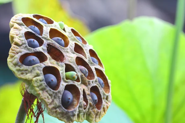 Sušené rostliny pod lotus — Stock fotografie