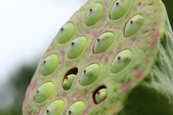 Macros de vaina de planta de loto — Foto de Stock