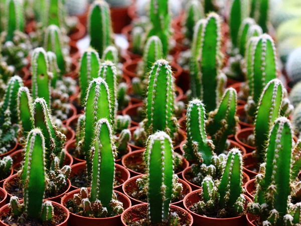 Potted green cacti — Stock Photo, Image