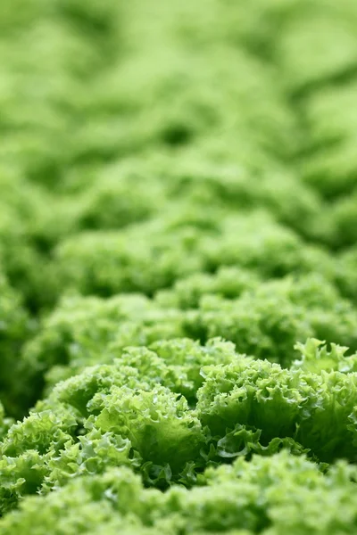 珊瑚の緑のレタスの行 — ストック写真