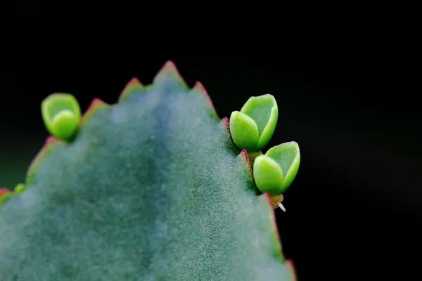 New shoots from succulent plant's leaf — Stock Photo, Image
