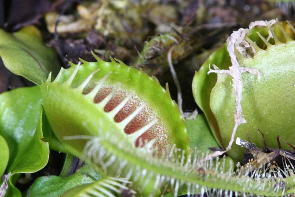 Vénus flytrap macro — Fotografia de Stock