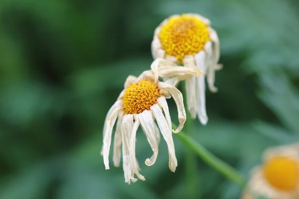 Dying flowers — Stock Photo, Image