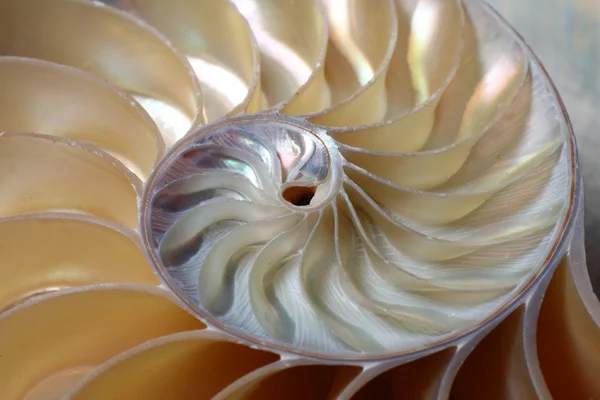 Nautilus-Spirale Stockbild