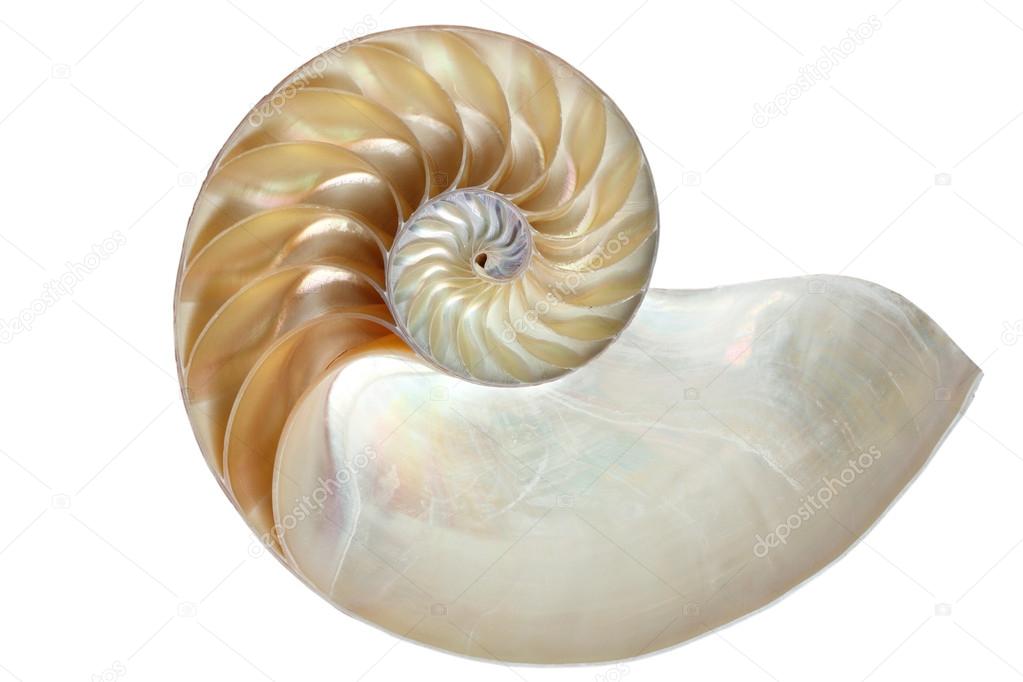 Inside view of a nautilus shell