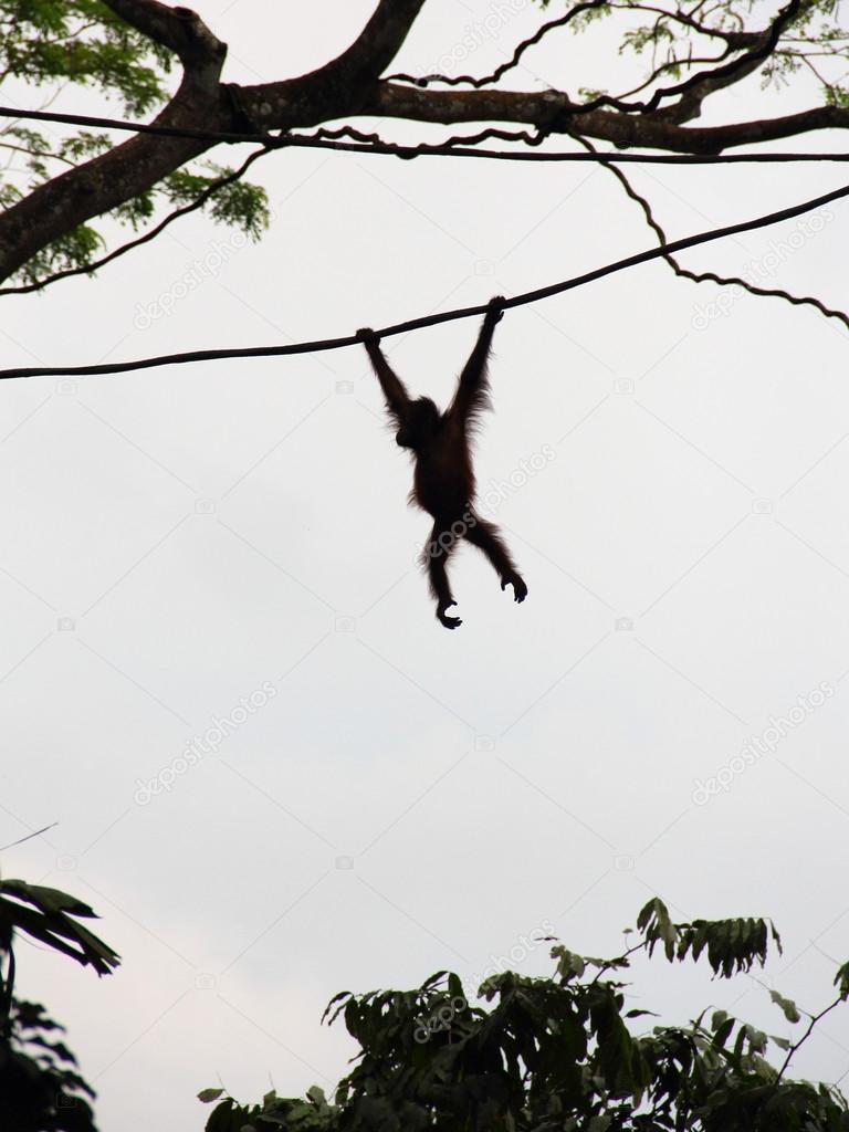 Silhouette of Orangutan on vine