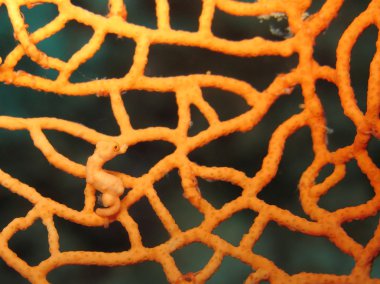 Hippocampus denise pygmy seahorse clipart