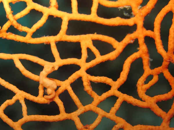 Hippocampus denise pygmy seahorse — Stock Photo, Image