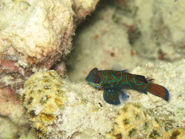 Osamělý mandarinfish — Stock fotografie