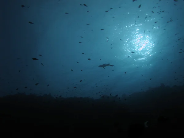 Requin de croisière à l'aube — Photo