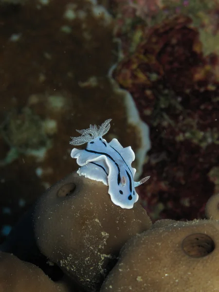 Cromodoris nudibranch — Fotografia de Stock