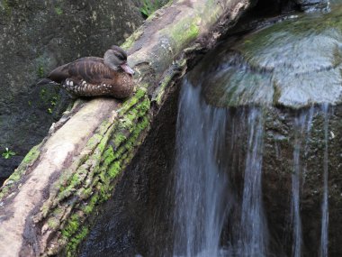 bir dal üzerinde oturan ördek