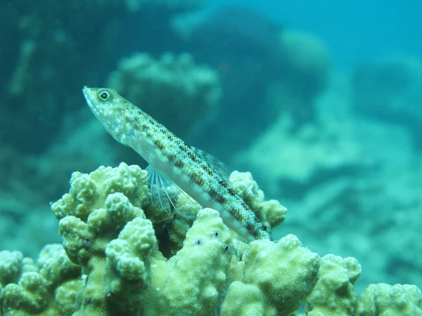 Lizardfish — Stock fotografie