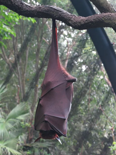 Zorro volador colgando en rama —  Fotos de Stock